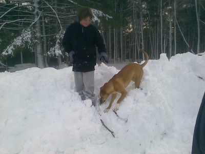 puppies_zoey_snow