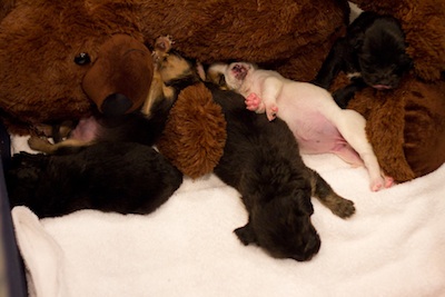 Little napping puppies!