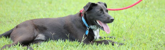 Jada needs a home!