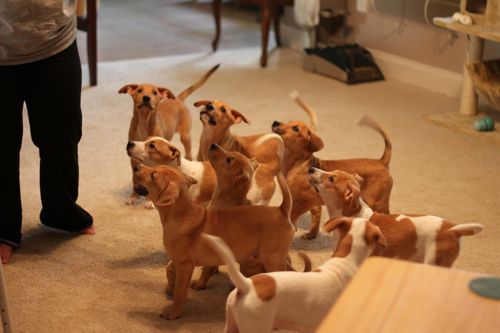 All nine pups