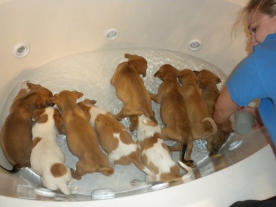 puppies_bath