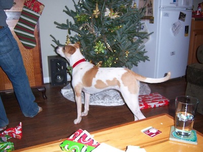 puppies_delilah_xmas