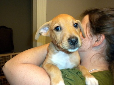 puppies_quinnie